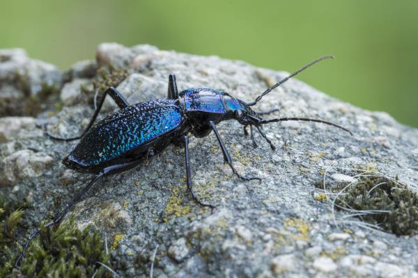 Luonnollinen puutarha moderni puutarhan suunnittelu