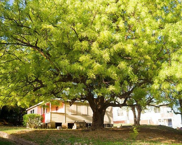 Neem Oil Neem Tree Crown Lehdet ja hedelmät Neem Oil