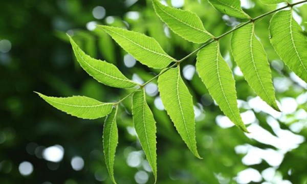 Neem Oil Neem Tree Leaves Oksat Intiassa