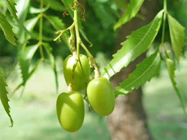 Neem -öljy, neem -puun lehdet ja hedelmät