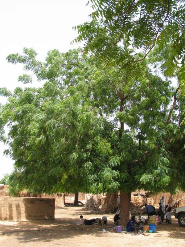 Neem Oil Neem Tree Intian terveyshyödyt