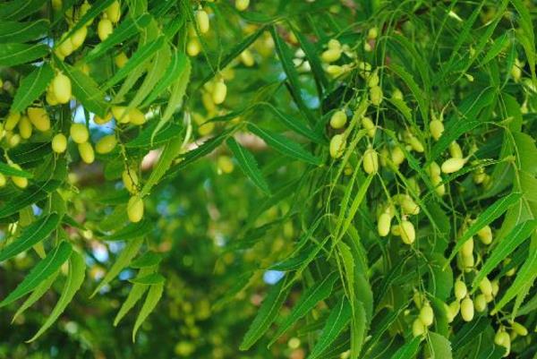 Neem Oil Neem Tree Neem Oil Intia