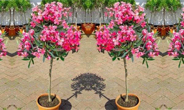 Oleander talvehtiva konttikasvi kauniit vaaleanpunaiset kukat voivat pysyä ulkona pitkään ensimmäiseen pakkaseen saakka