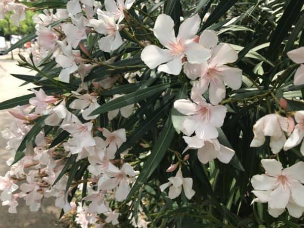 Oleander talvehtii ohuet ikivihreät lehdet kermaiset valkoiset kukat kaunis pensas aurinkoisella paikalla
