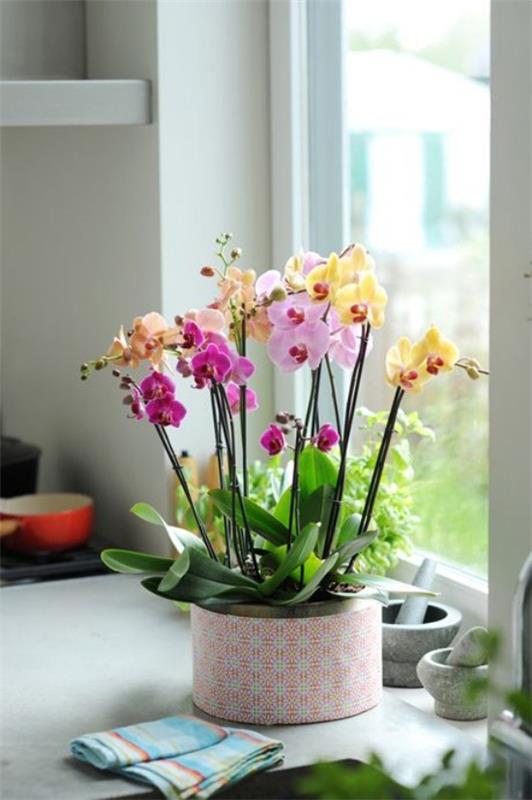 Orkideoiden luonnollinen kauneus kotiin tuo merkityksen Feng Shui -kukille