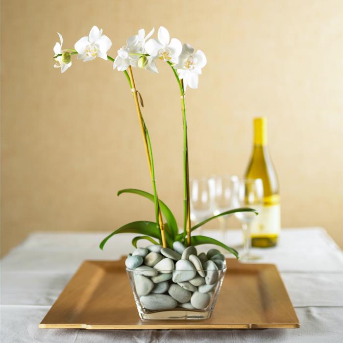 Oikein hoidettu orkideat Lasiastia täynnä pieniä kiviä kaunis tyylikäs kasvi valkoisilla kukilla