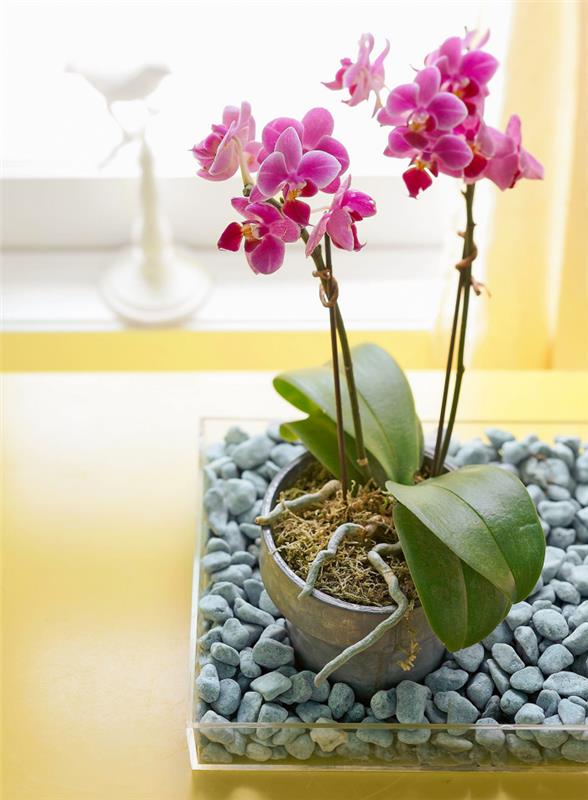 Orkideoiden asianmukainen hoito Älä katkaise ruukusta tulevia ilmajuuria
