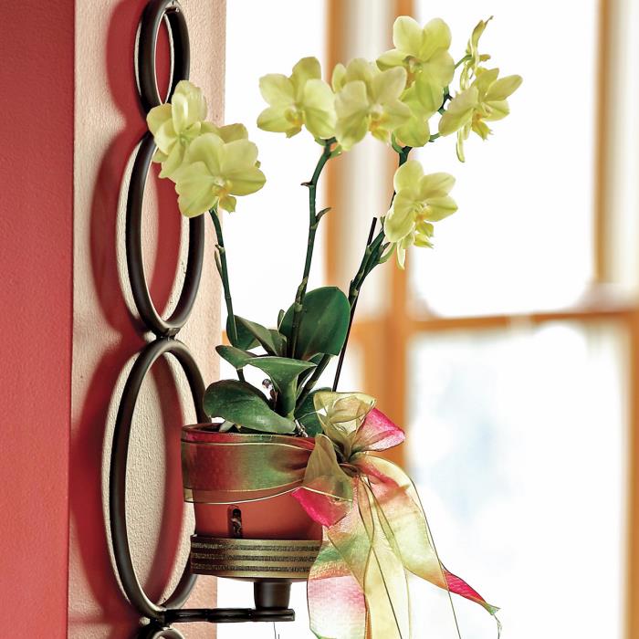 Orkideoiden oikea hoito Orkidea seinäkoristeena lähellä ikkunaa aurinkoisella paikalla, joka on herkkä kalkille