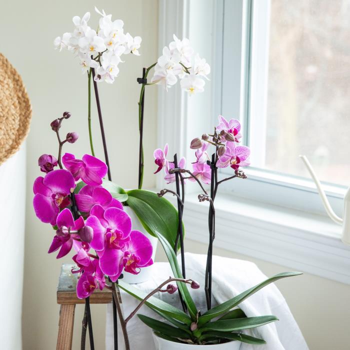 Orkideat huolehtivat kauniista violetin ja valkoisen kukista kahdessa ruukussa aurinkoisella paikalla lähellä ikkunaa