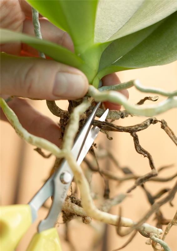 Huolehdi orkideoista kunnolla istutettaessa, katkaise kuolleet juuret