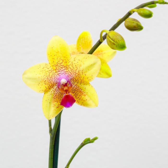 Orkideat ylläpitävät kunnolla ainutlaatuisia keltaisia, mielenkiintoisia muotoja
