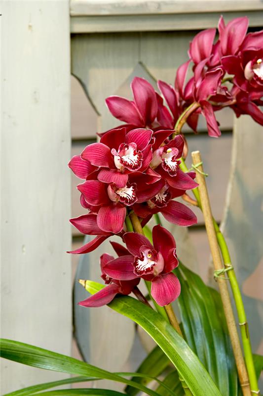 Orkideat huolehtivat oikein eksoottisesta kauneudesta tummanpunaiset kukat ilahduttavat silmiä ja sielua