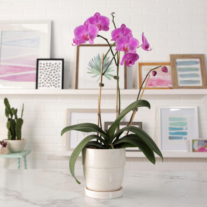Orkideoiden asianmukainen hoito Aamulla kastellaan kerran viikossa houkuttelevia eksoottisia kasveja valkoisessa ruukussa