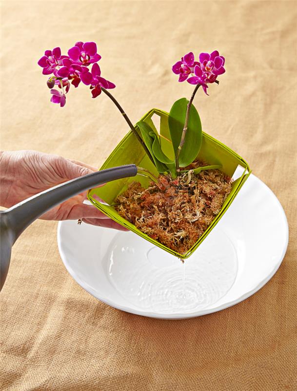 Orkideoiden asianmukainen hoito Oikea kastelu on orkideanhoidon kaikkein tärkeintä