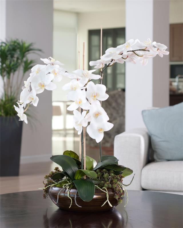 Orkideoiden hoito kauniita valkoisia kukkia tummanruskeassa ruukussa pöydän koristeena katseenvangitsijana