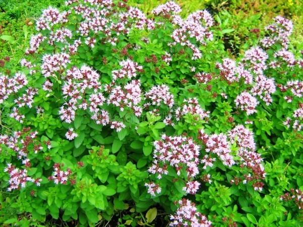 Origanum vulgare oregano mehiläis laidun