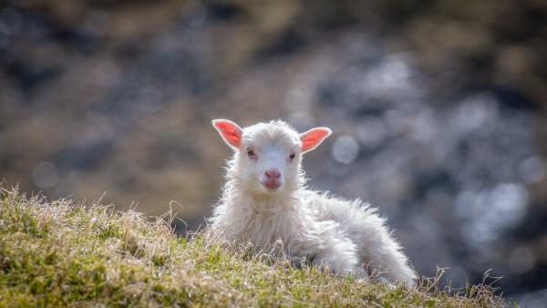 Paista pääsiäislammasta - helppo resepti ja ideoita inspiroimaan söpöä oikeaa lammasta niityllä