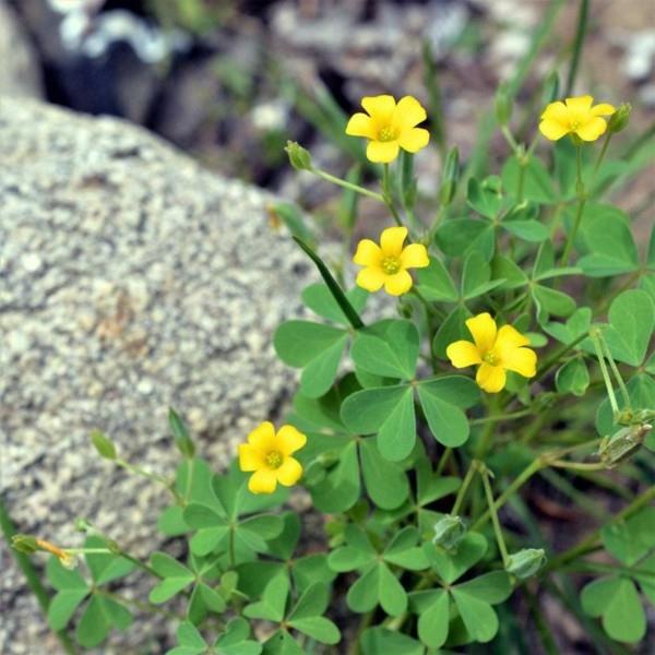Oxalis -päällystysliitokset vihreitä rikkaruohoja vastaan ​​maanpeite keltaisia ​​kukkia