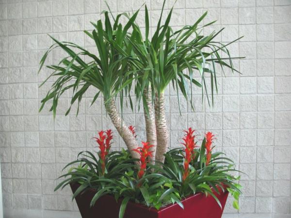 Sisäkasvit taatelipalmu kestävä punainen palmulaji