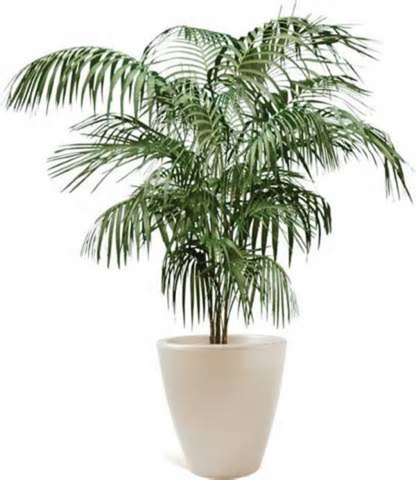 Kämmenet-huonekasveina -päivämäärän palmukestävä -valkoinen-kukkaruukku