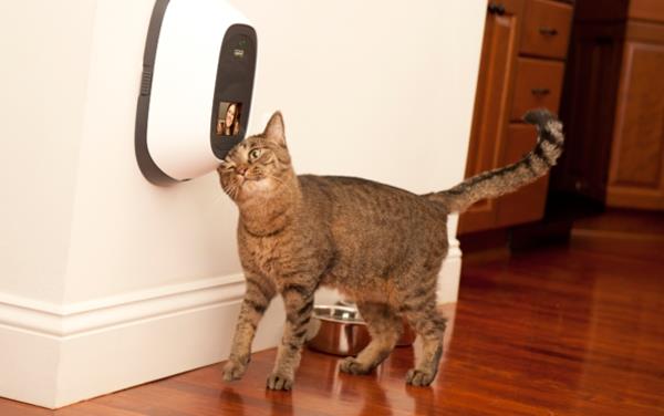 PetChatz -verkkokamera ja automaattinen syöttölaite lemmikkieläinten tarkistus tietokone kissa mukava