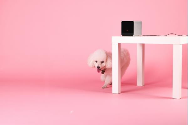 Petcube eläinpeli vaaleanpunainen tyttö matkapuhelin laite gadgetit laatikko