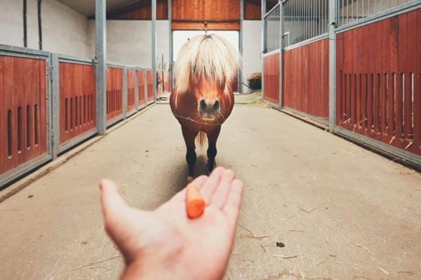Tee hevosherkkuja itse Hevonen kohtelee porkkanaa