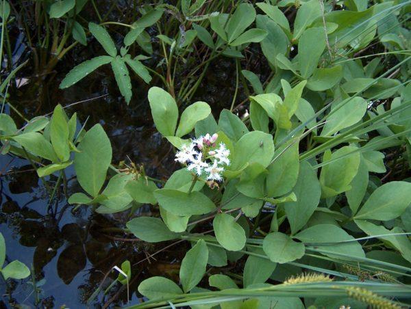 Vuoden kasvi - loistava järvellä