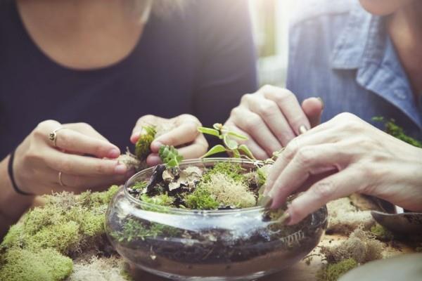 Kasvien terrariumin suunnittelu itse ei ole vaikea tehtävä