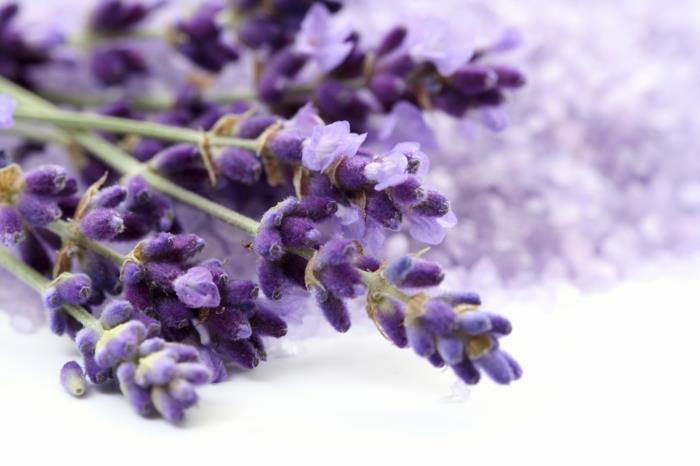 Kasveja hyttysiä vastaan ​​lääkekasvit ristisanatehtävä laventeli minttu