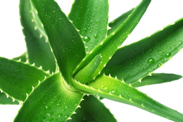 Sisäkasvit suuret kuvat ruukkukasvit aloe vera