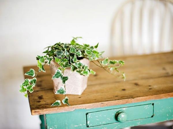 valkoinen sisäkasvit suuret kuvat ruukkukasvi pöytä