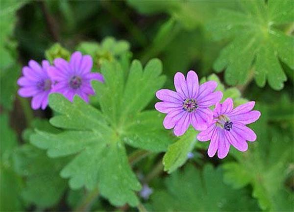 Helppohoitoinen huonekasvi makuuhuone violetti