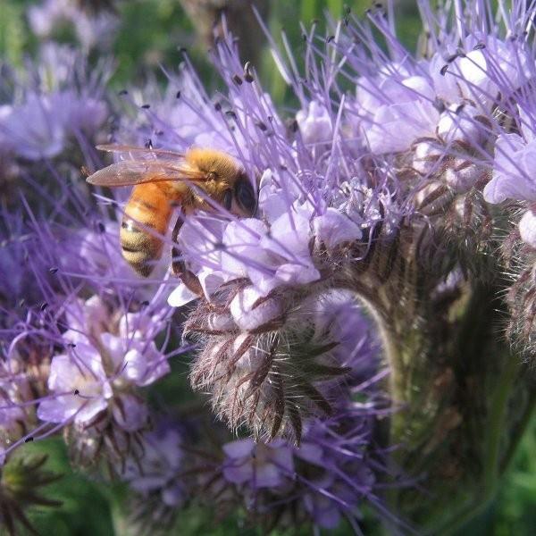 Phacelia tanacetifolia mehiläinen ystävä mehiläinen laidun