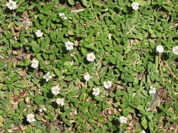 Phyla nodiflora ‘Kesämatto verbena vihreänä jalkakäytävän saumana
