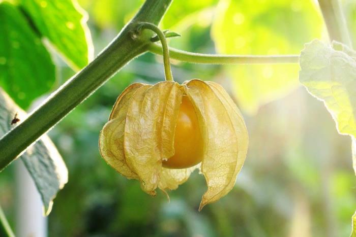 Physalis eksoottisia hedelmiä puussa pienet hedelmät myrkyllisiä alkaloideja palossa