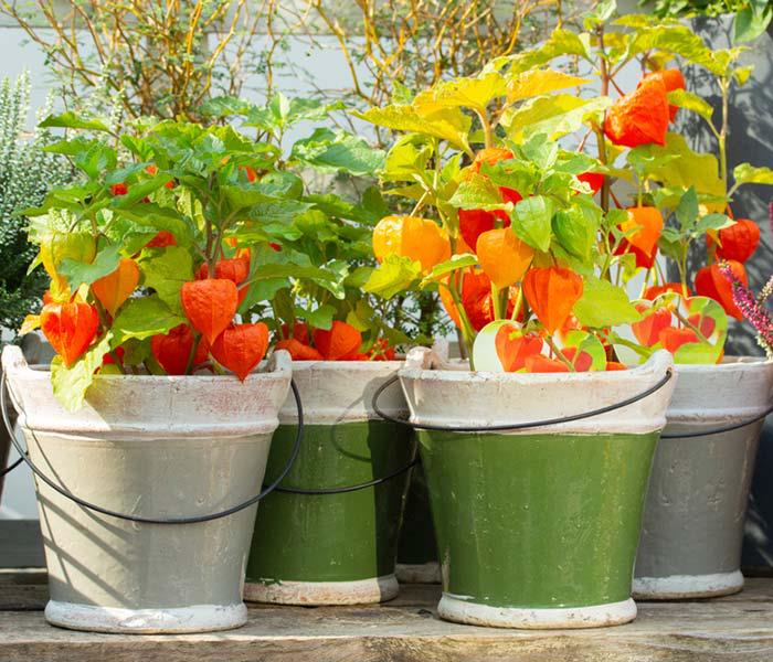 Physalis eksoottisia hedelmiä ruukuissa säilyttää eksoottinen ulkonäkö kunnolla viljellä useita vuosia