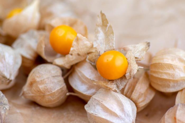 Physalis eksoottiset hedelmät pienet oranssit hedelmät ohuissa kuorissa