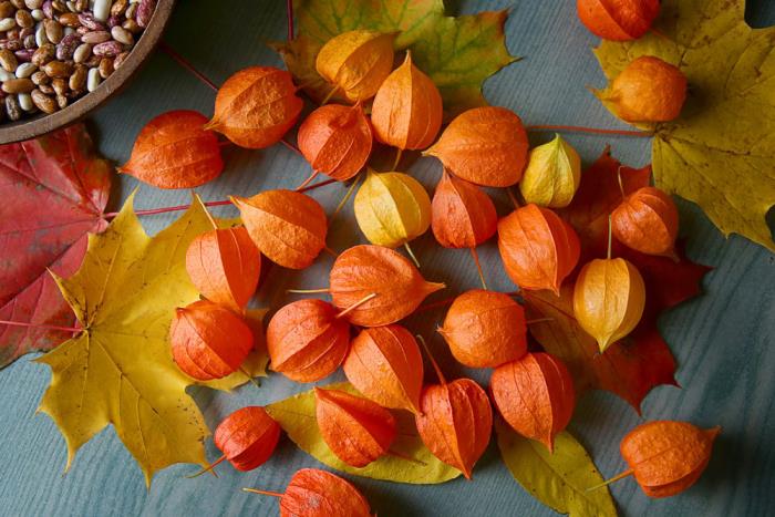 Physalis eksoottisia hedelmiä pienet appelsiinit