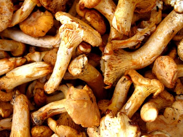 Sienen poiminta on herkkua maulle