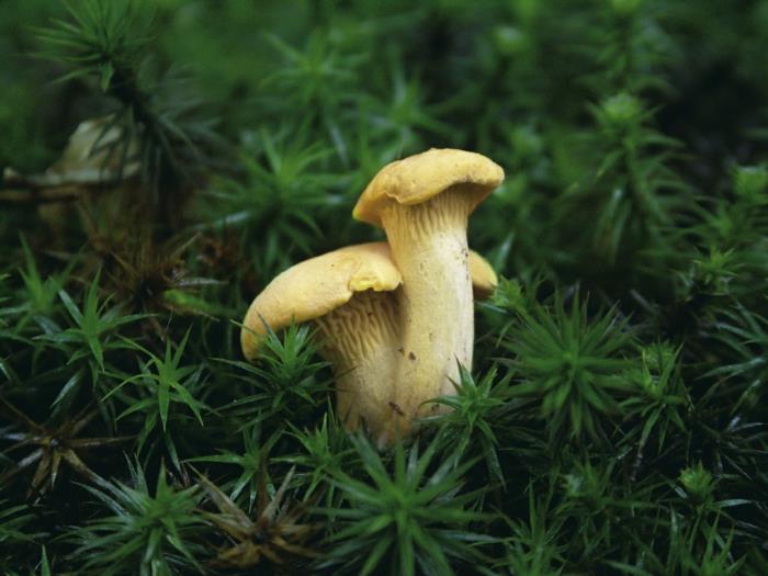 Kaksi kanttarellia kerää sieniä