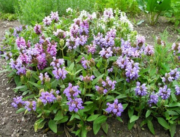 Prunella grandiflora suurikukkainen ruskeanvalkoinen mehiläis laidun