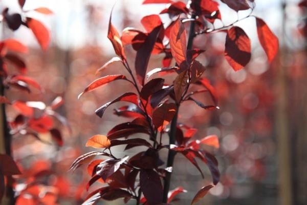 Prunus cerasifera 'Nigra' veriluumunpunaiset lehdet talon puu