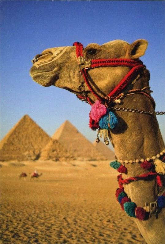 Travel camels Egypt loma kuvia