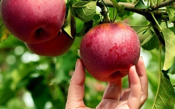 Resepti omena murentua omena murentua omenapuu omenat terve