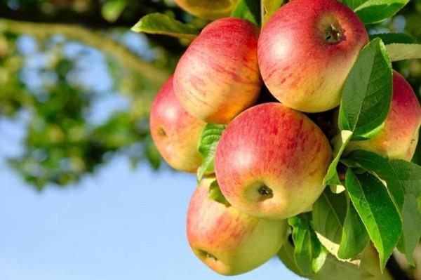 Resepti omenamurskaus omenat omenapuu