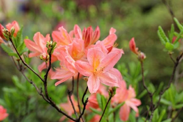 Rhododendron molle atsalea -lajit kauniita sisustusideoita
