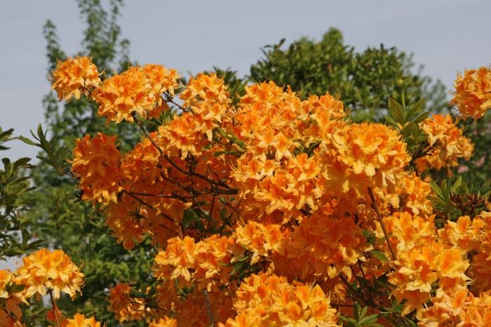 Rhododendron puutarhakasvit puutarhanhoito