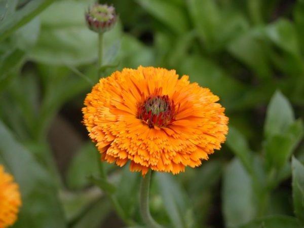 Tuholaiset torjuvat puutarhakasveja hyttysiä vastaan ​​marigolds puutarhakasveja