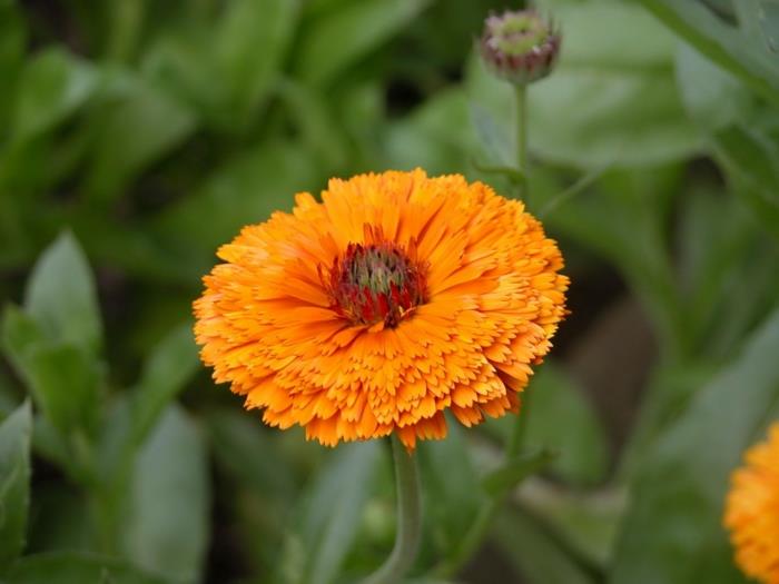 Marigolds kukkii